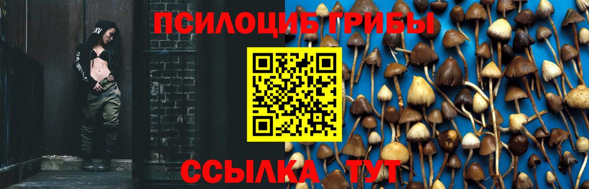 Псилоцибиновые грибы Psilocybe  Вход с VPN  купить наркотик  Новодвинск 